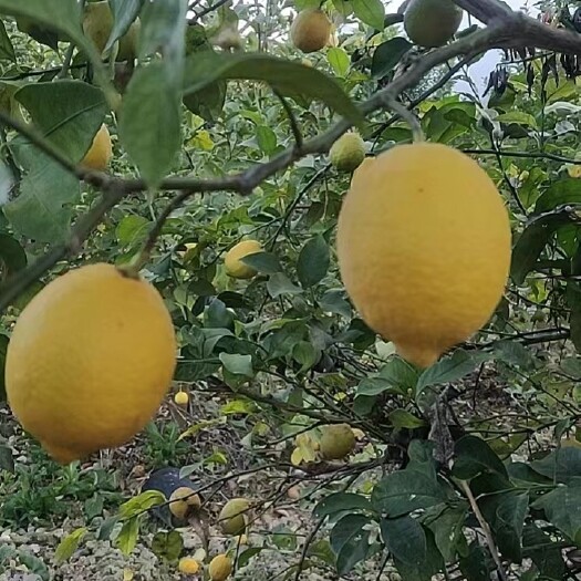 来凤县自家种的柠檬新鲜个大