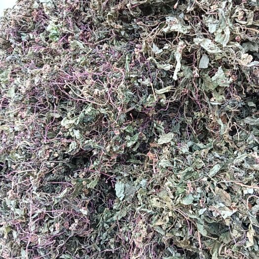 陇川县云南紫杆绿叶风斗草，不带根泡茶款，货量少，现货不多了……