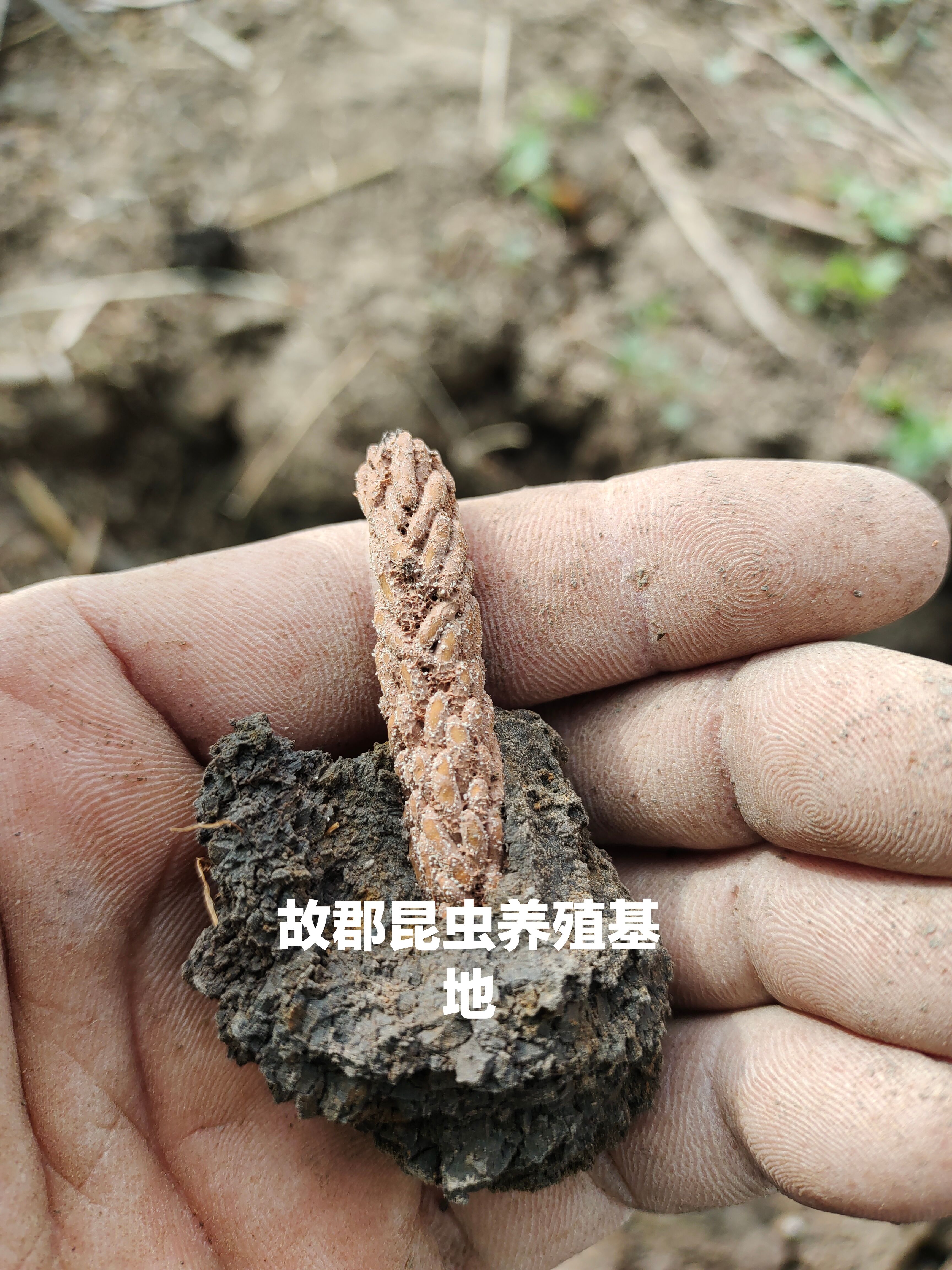 中華棉蝗：俗稱登倒山螞蚱卵對外出售