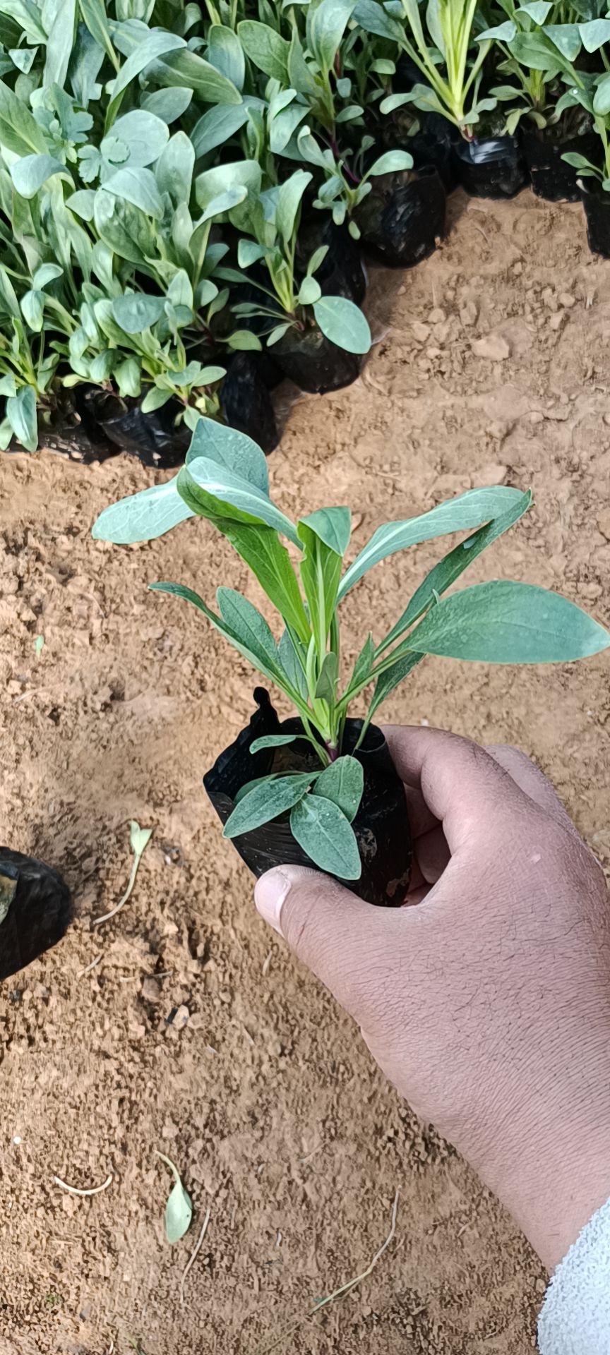 钓钟柳 多年生宿根植物 绿化用苗 量大优惠