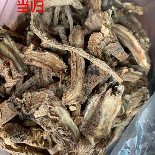 天柱县贵州中药材干当归