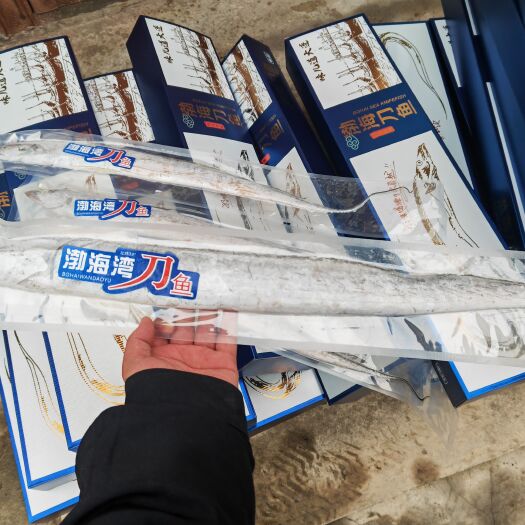 大连精品渤海湾刀鱼