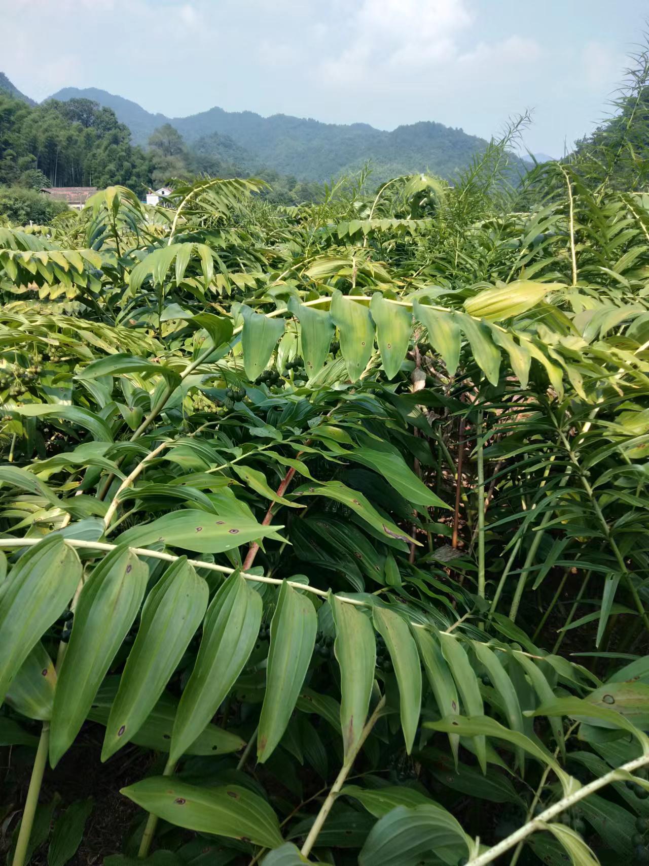 安太土产中药材