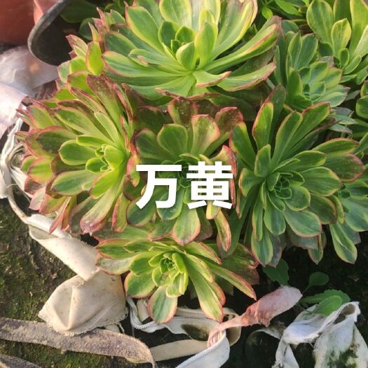 单县万圣节锦多肉法师