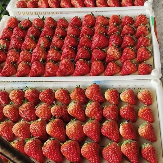 辽阳县甜查理草莓 草莓