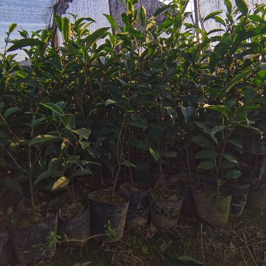 饶平县单丛茶苗锯朵仔 乌叶 鸭屎 白叶 水仙茶 等