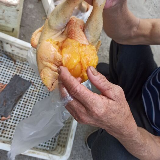 文昌市文昌鸡、土鸡、山鸡、腌鸡