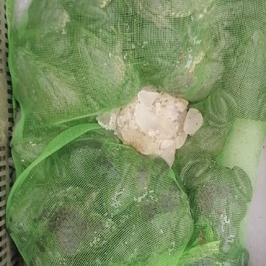 陆丰市牛蛙现杀牛蛙去头去头去内脏