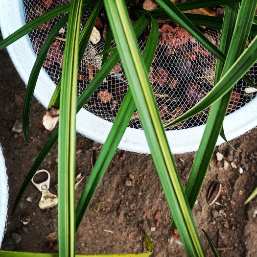 巴中本地朱金稿艺蕙，刚种不到1年，2苗5芽大冒不穿尖