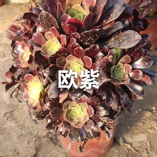 井陉县欧版紫羊绒