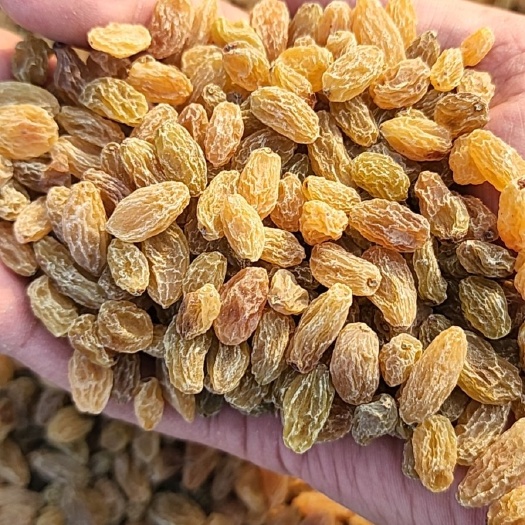 吐鲁番树上黄葡萄干