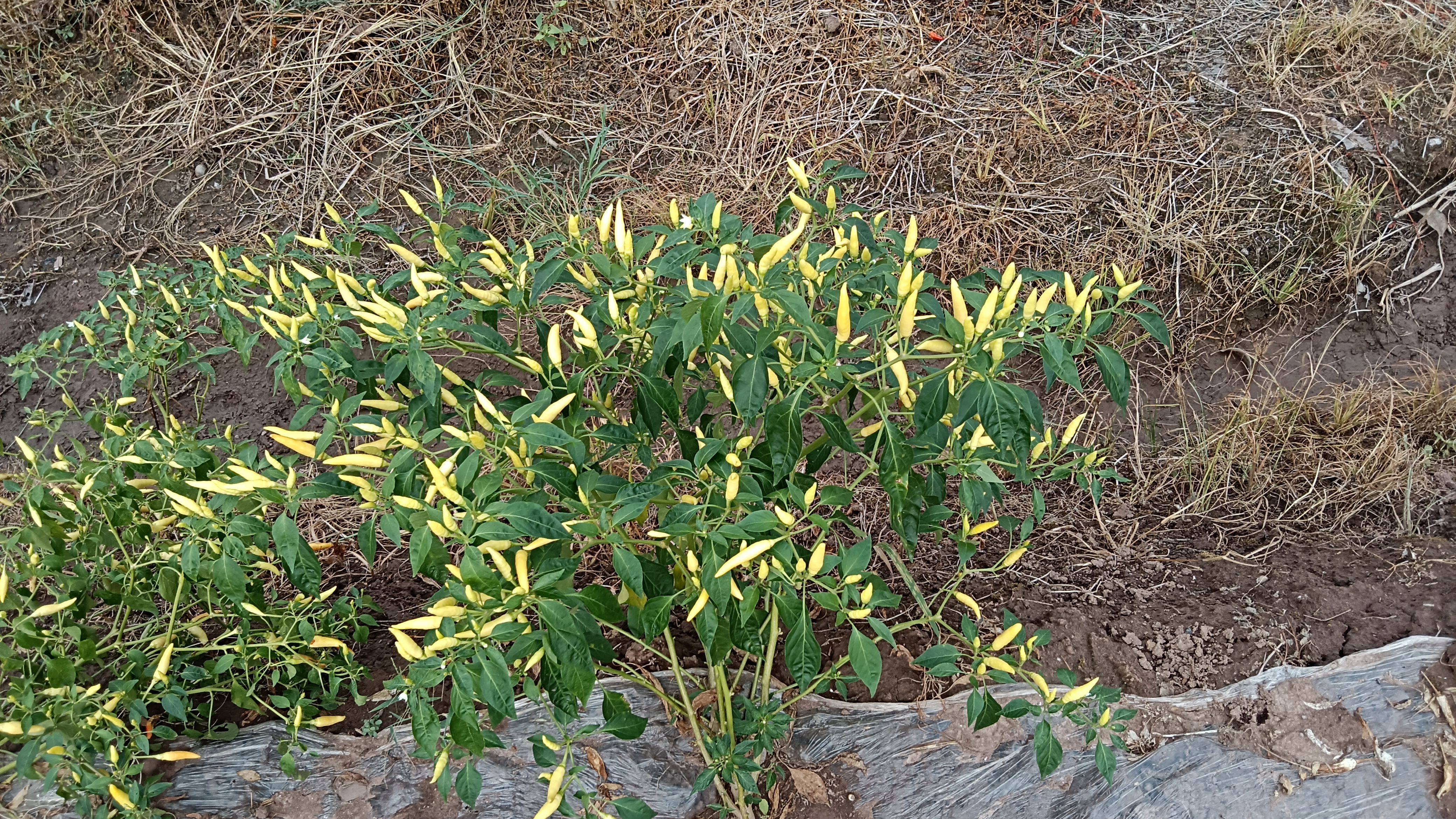 朝天椒苗  辣味浓，挂果多，商品性好，极早熟，比同类产品早