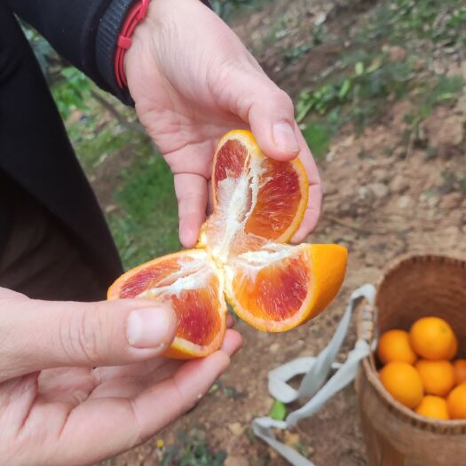 资中县资中血橙