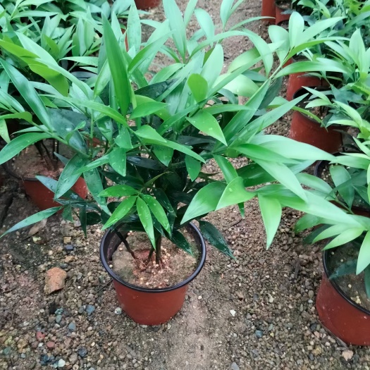 漳平市窄叶竹柏 宽叶竹柏 平安竹，驱蚊竹，竹柏