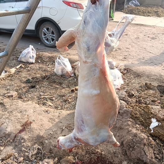 永靖县自家放养绵阳肉，膻味小，味道好！