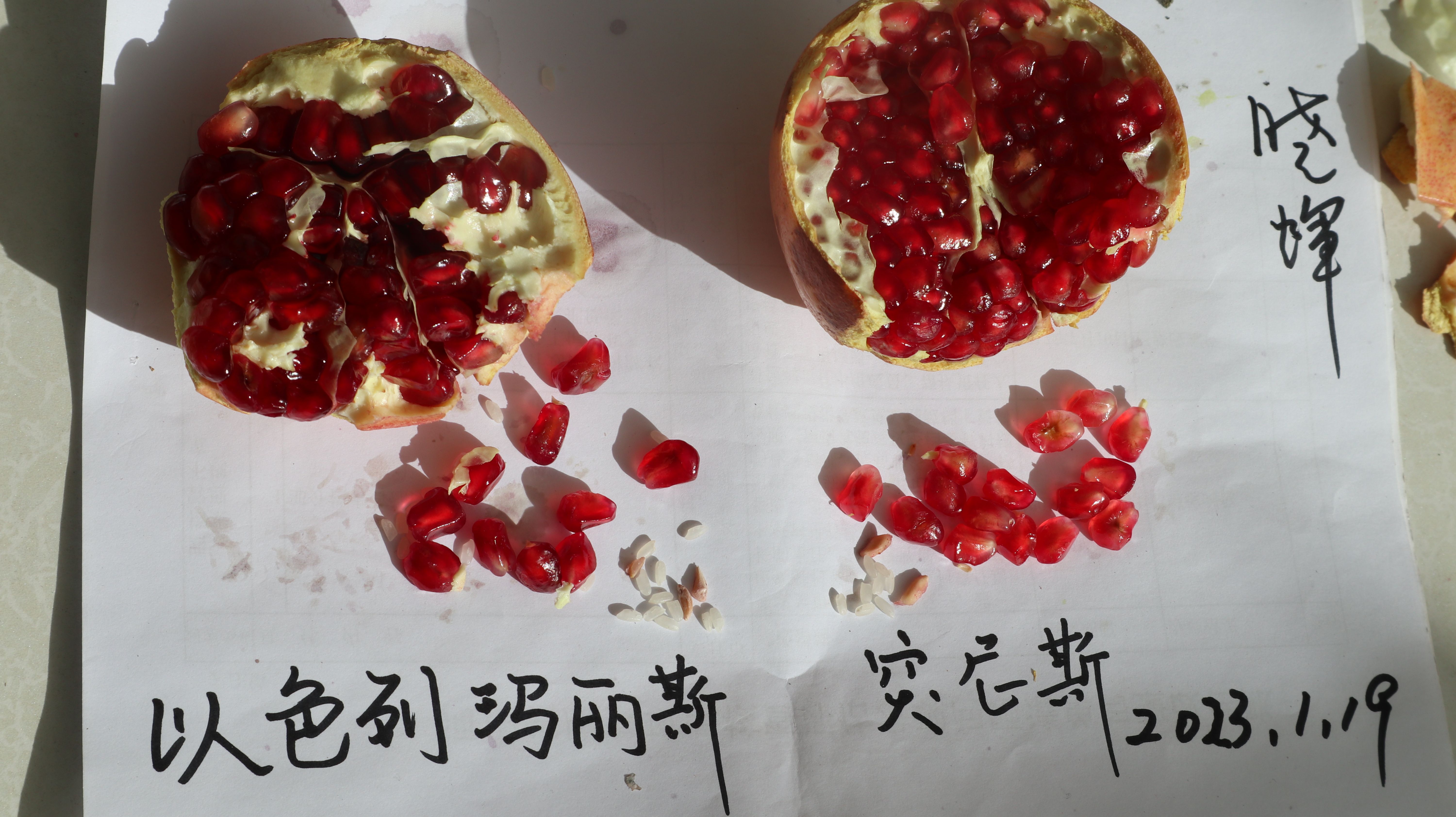玛丽斯软籽石榴树苗慕乐软籽石榴树苗