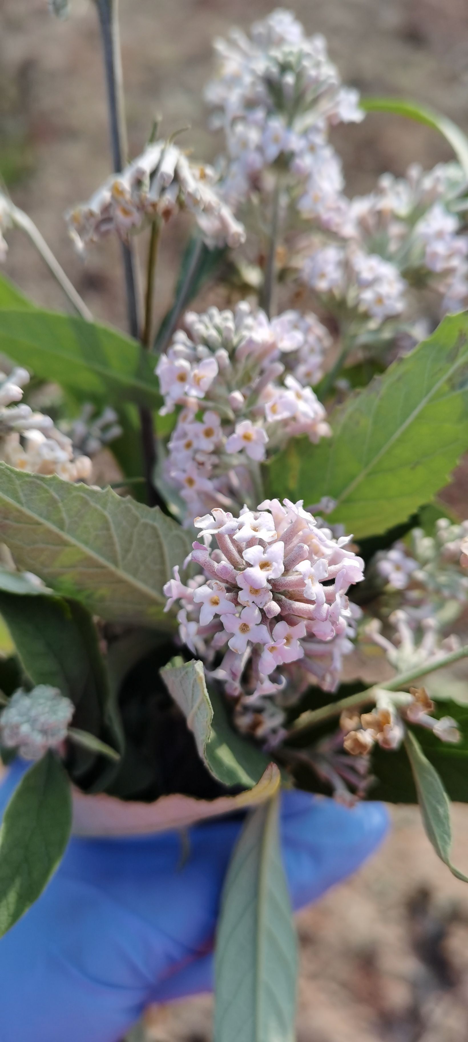 密蒙花 2023新货 优质密蒙花干货