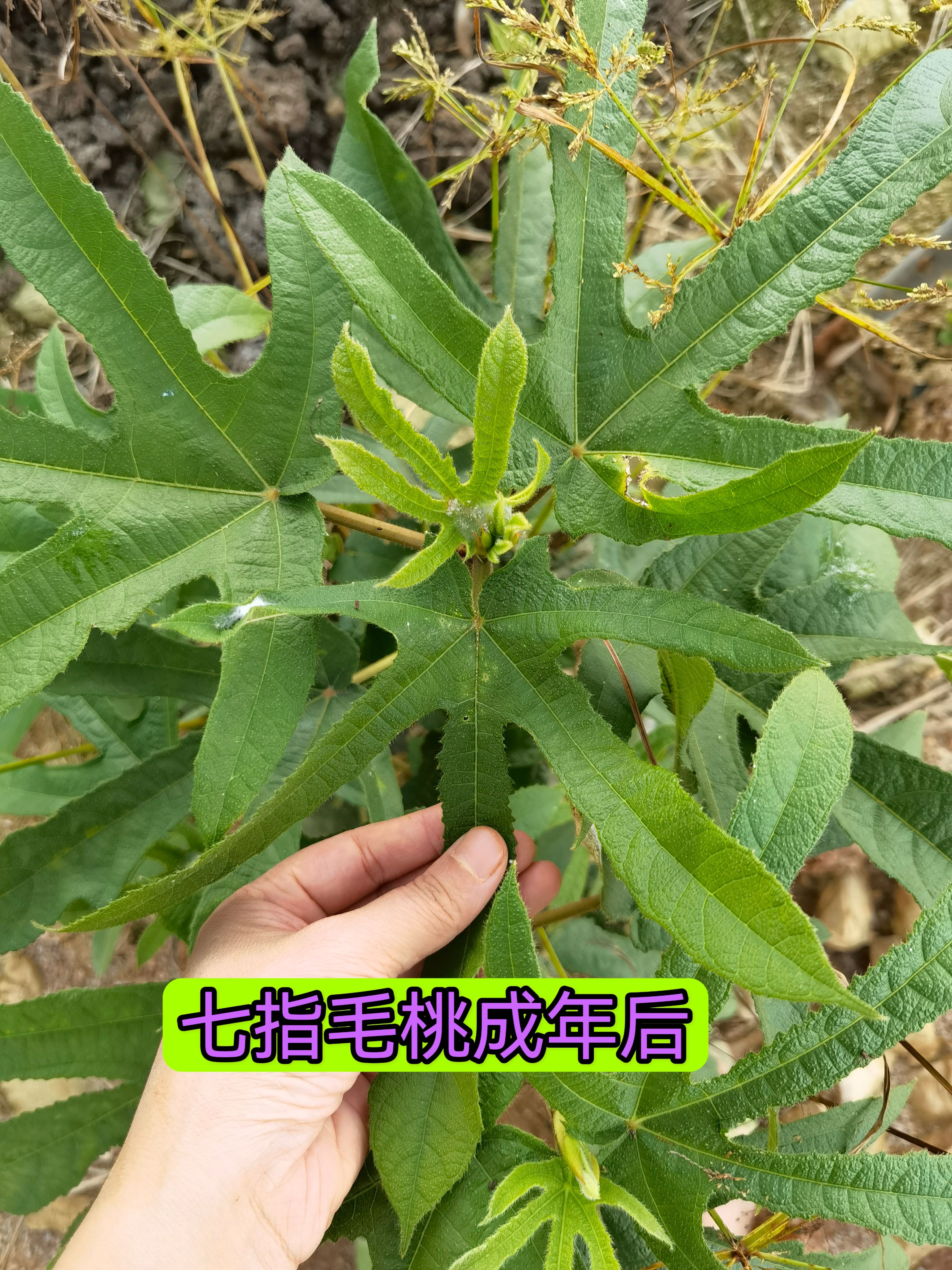 七指毛桃苗带杯带土发货支持一件代发