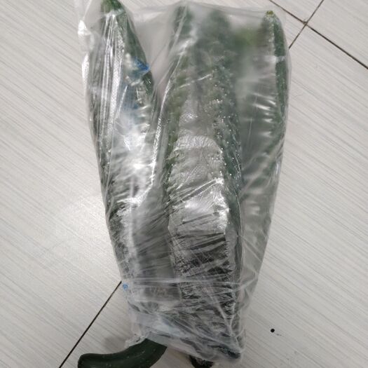 晋中太谷无公害刺黄瓜
