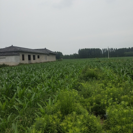 乐陵市460亩好耕地租金800元（带补贴173）