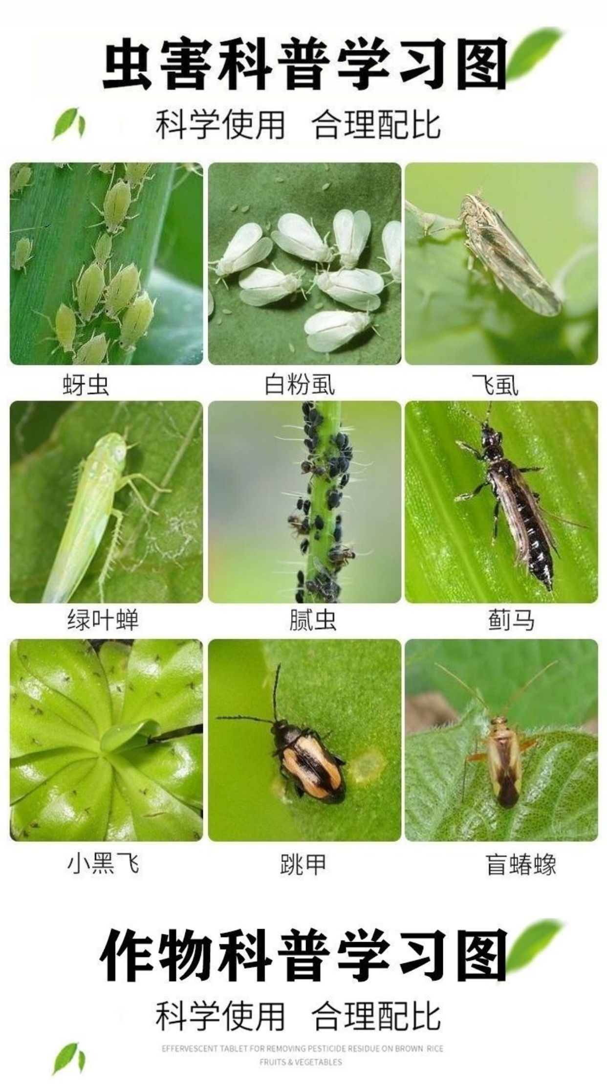 70%啶虫脒蚜虫蓟马白粉虱跳甲潜叶蛾蚧壳虫木虱果树蔬菜杀虫剂