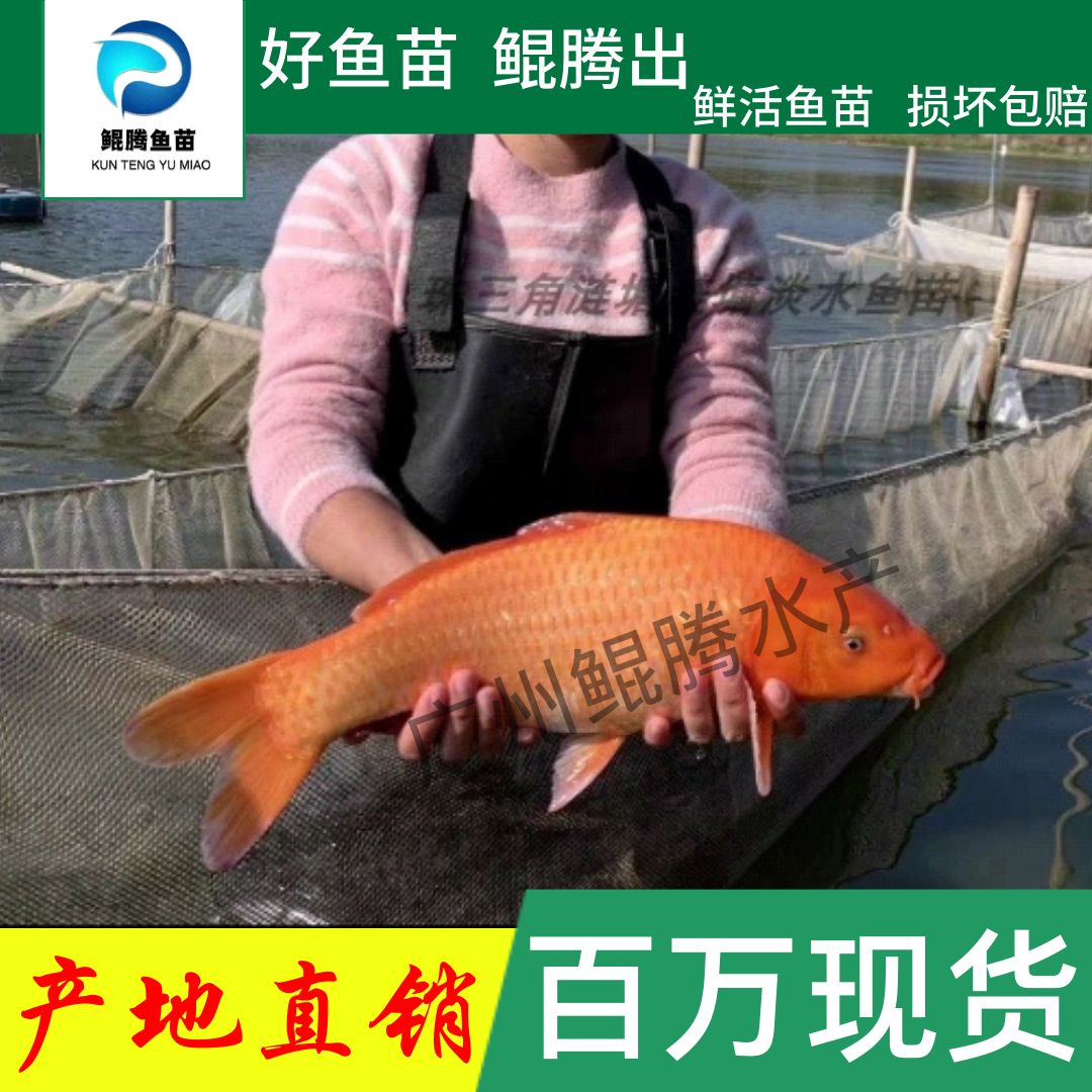 广州红鲤鱼苗 鲲腾鱼苗 好鱼苗鲲腾出 产地直销百万现货