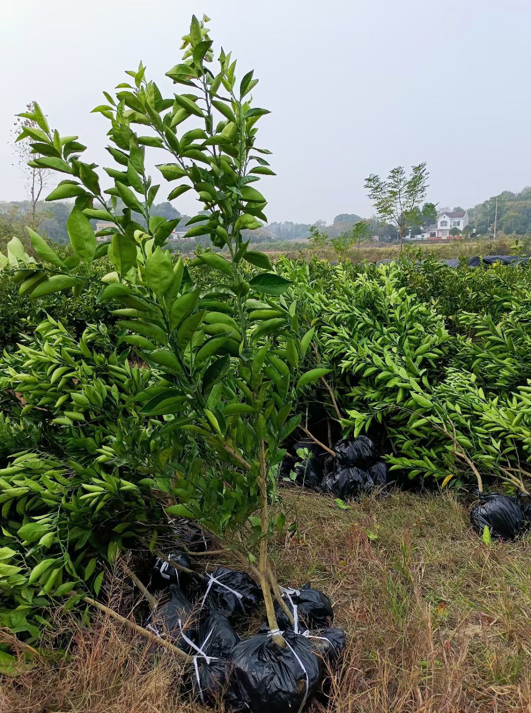 3年苗，卡拉臍橙苗，紅肉臍橙苗，紅心橙苗