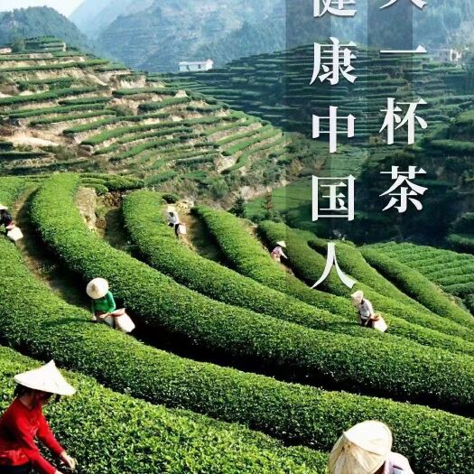 安溪县鑫雅茶坊-铁观音