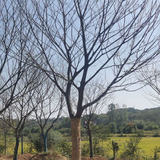 庐江县低价出售朴树，香樟树，榉树等风景树