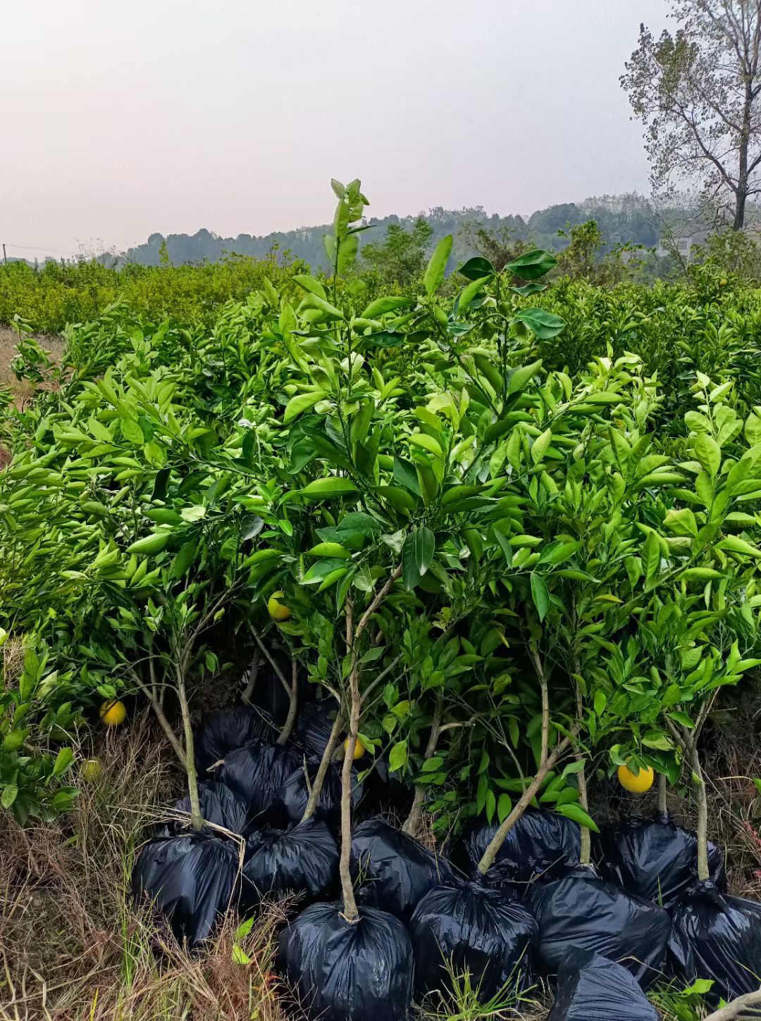 3年苗，卡拉臍橙苗，紅肉臍橙苗，紅心橙苗