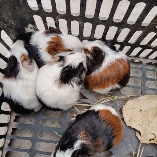 西平县荷兰猪花色白色大小都有