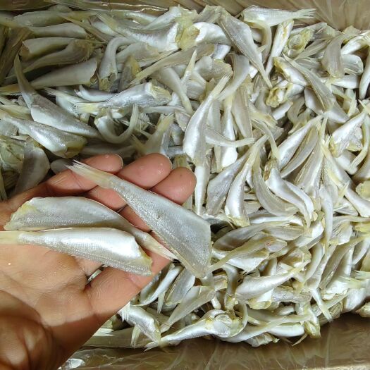 北海微咸去头去内脏小白鳞鱼干原产地直发新晒白鳞鱼干可跑地摊档口