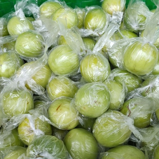 南宁大青枣蜜丝枣、大叶枣、中叶枣