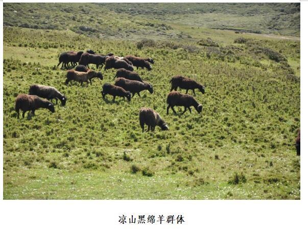 普格县大凉山黑绵羊