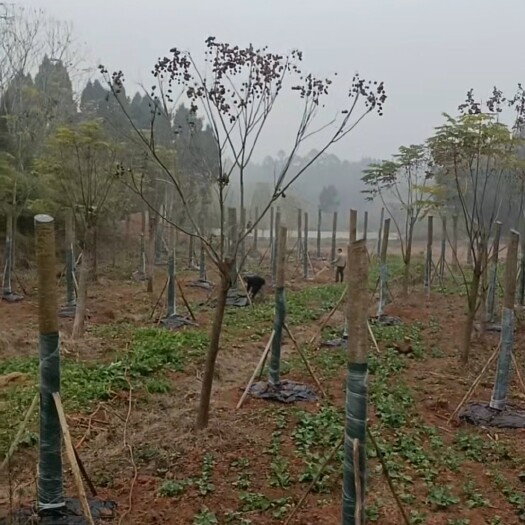 井研县出售各类风景树 栾树 2cm－30cm 幼苗 成树 秋花栾树
