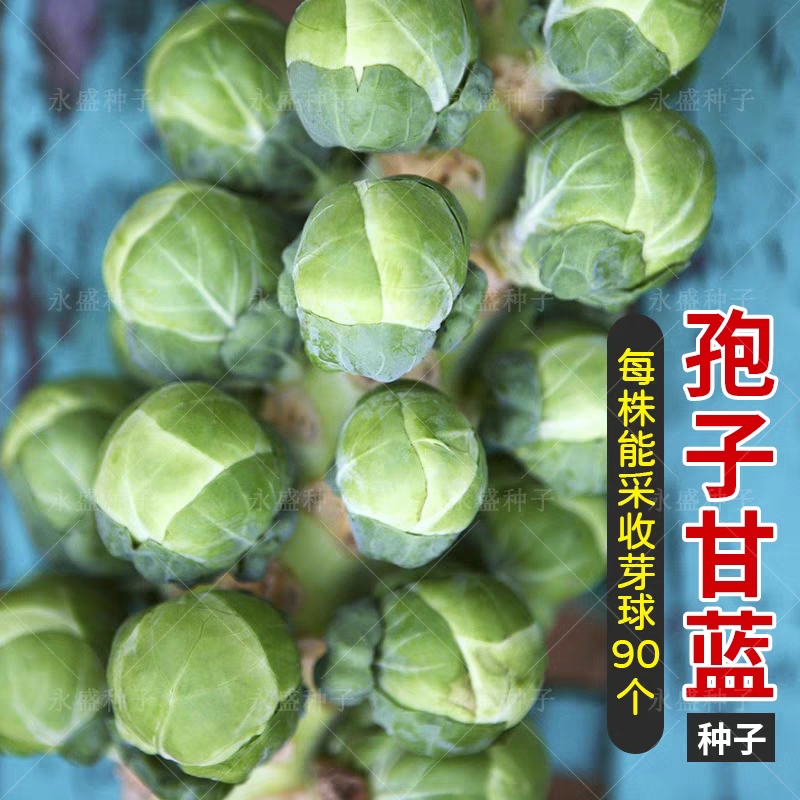 抱子甘蓝种子孢子甘蓝种子迷你小包菜种子