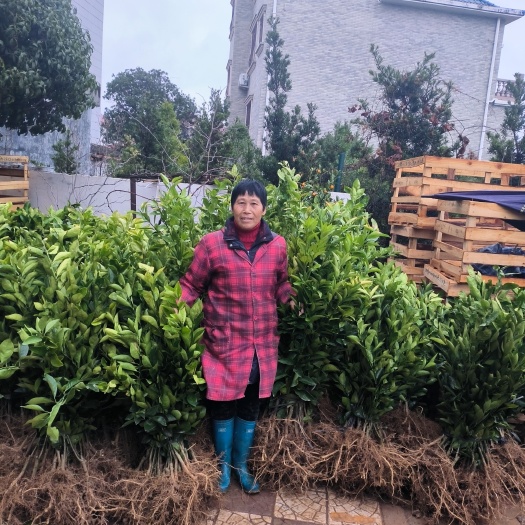 兴国县赣南纽荷尔脐橙