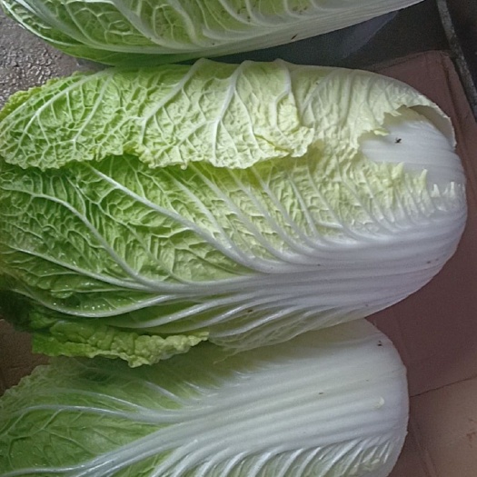 黄心白菜  量大可议价