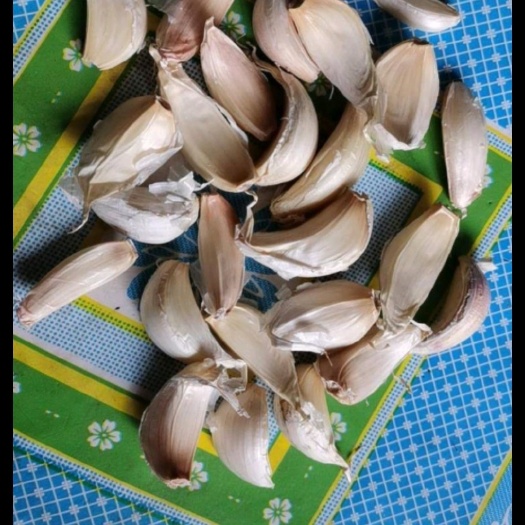 白皮蒜 吉林省农安县白皮大八瓣蒜头