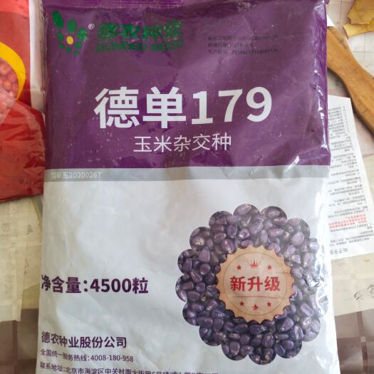 武强县德单179高产玉米种子