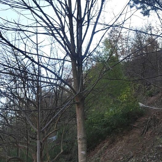 西峡县七叶树
