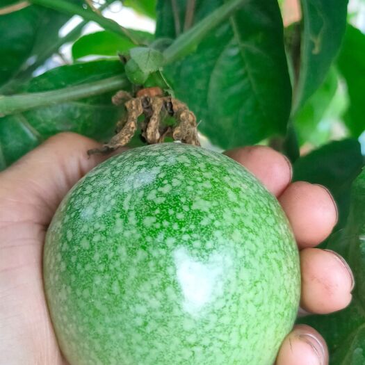 灵山县钦蜜九号黄金百香果苗