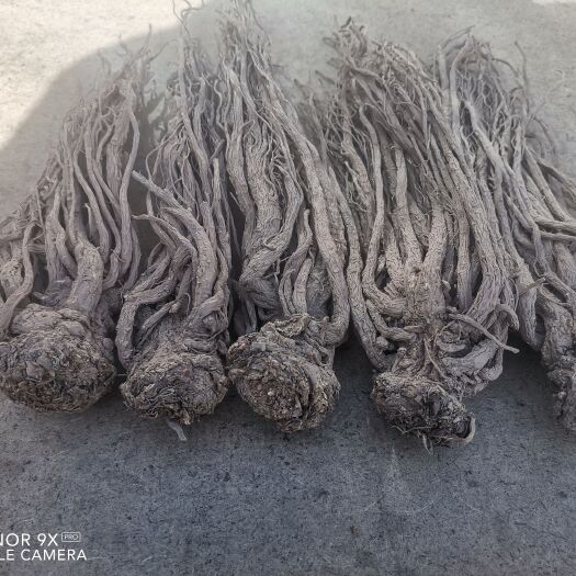 漳县纯种甘肃岷县当归，高寒地区种植。