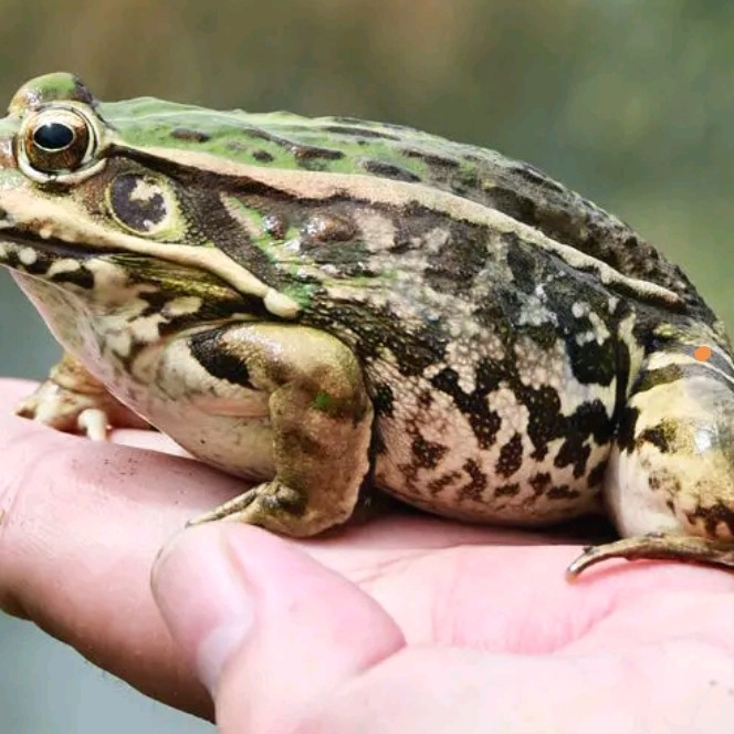 汉寿县供应青蛙苗，青蛙蝌蚪，青蛙卵块