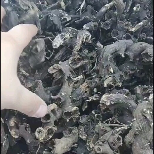 阿荣旗升麻