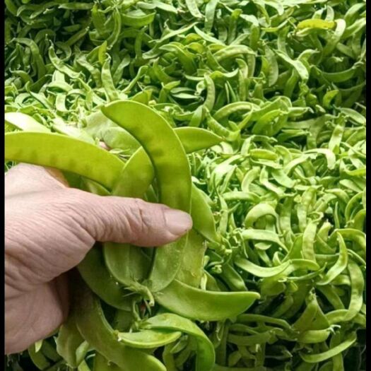 佛山荷兰豆大量上市。欢迎全国各地老板前来采购。