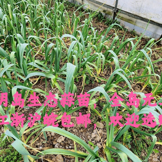 上海崇明岛蒜苗，新鲜蒜苗 白根红根