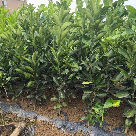 兴国县纽荷尔脐橙