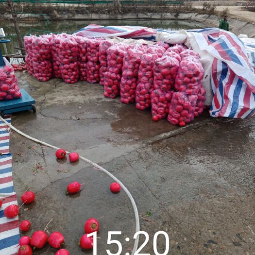 广水市红心萝卜，红红火火
