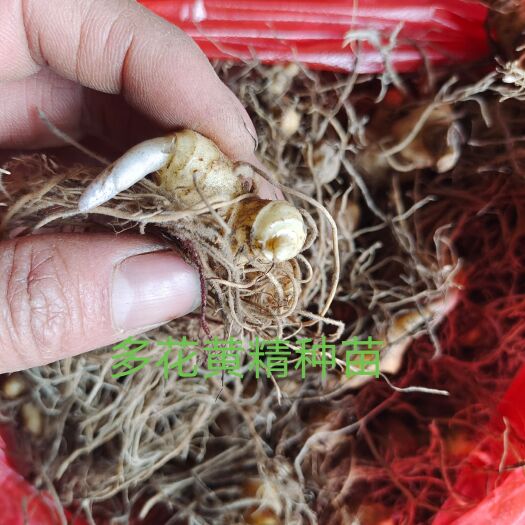 绥宁县黄精种苗  姜形多花，基地直供，大量货源。
